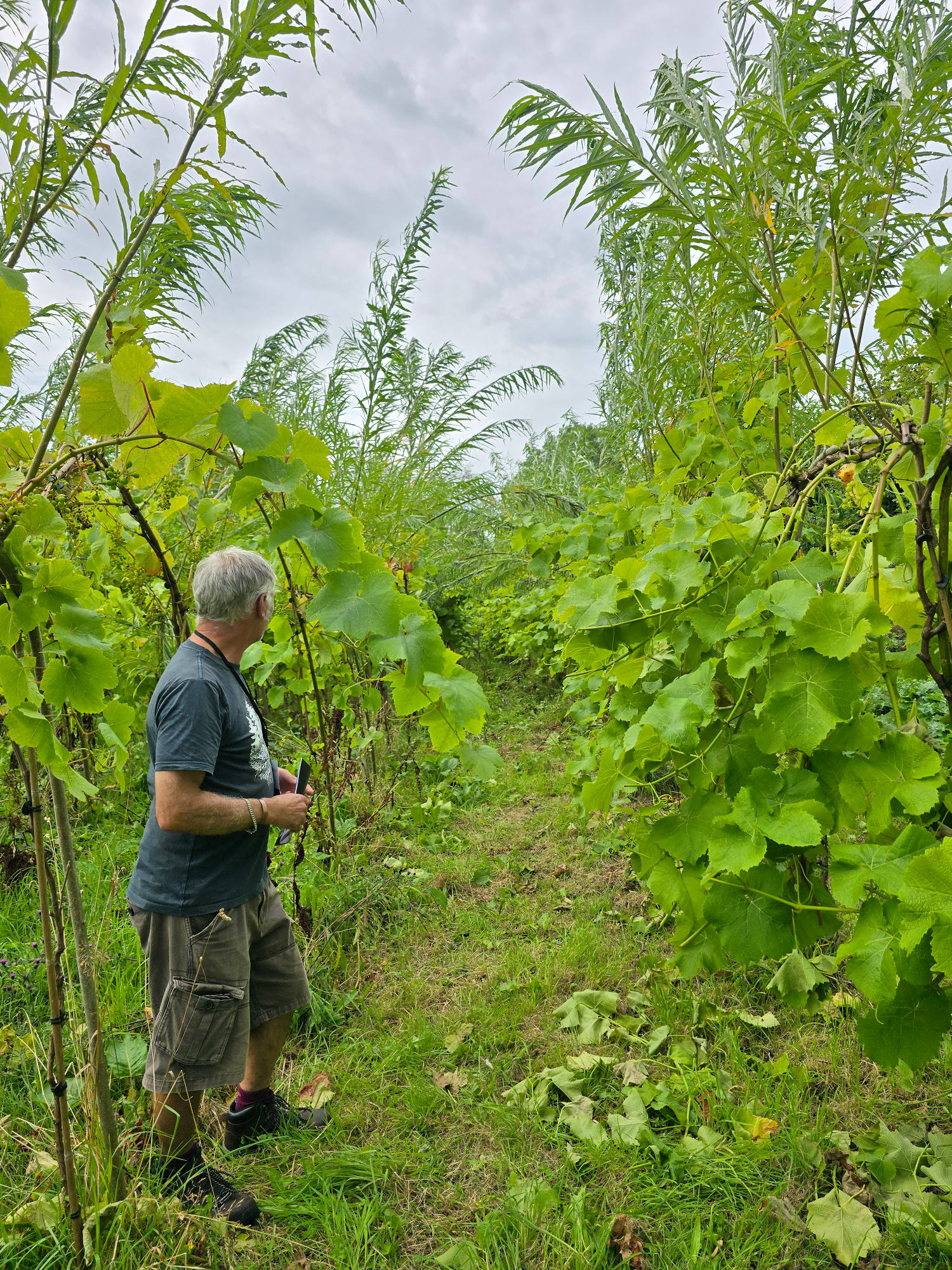 The Arbustrum at Hebron Vineyard Arbustrum