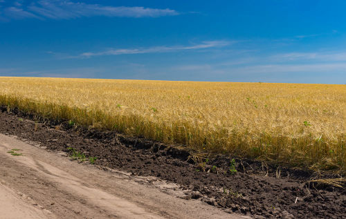 Wheat fields on fertile Chernozem soil Chernozem