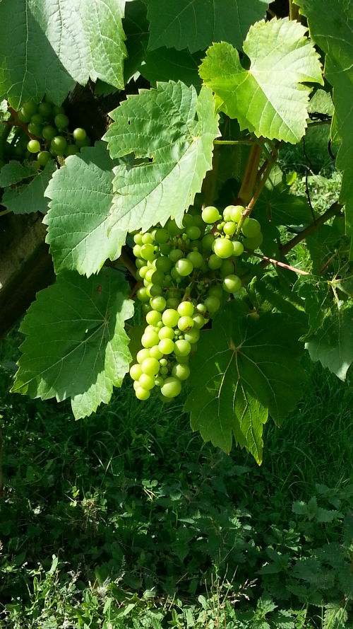 Grapes