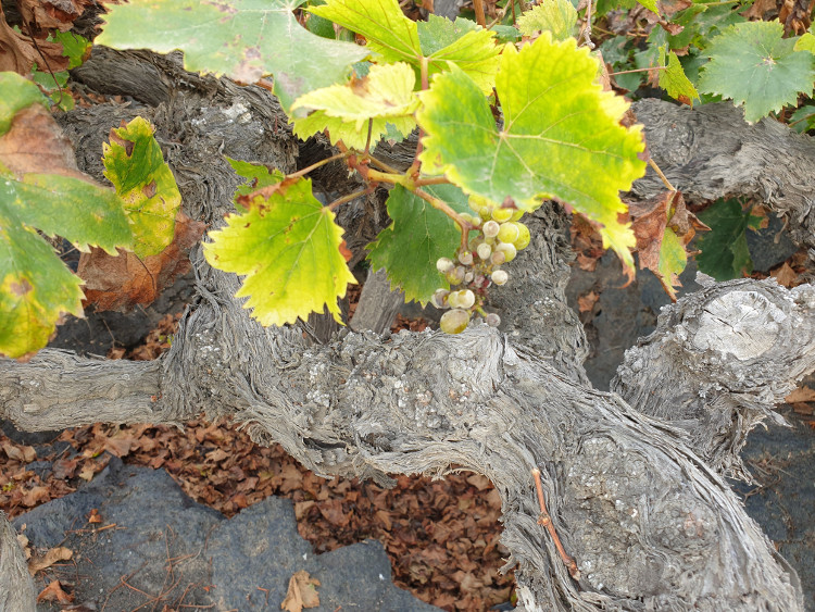 Moscatel vines