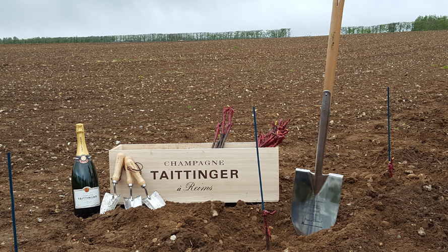 Digging in the field with Champagne Taittinger Evremond