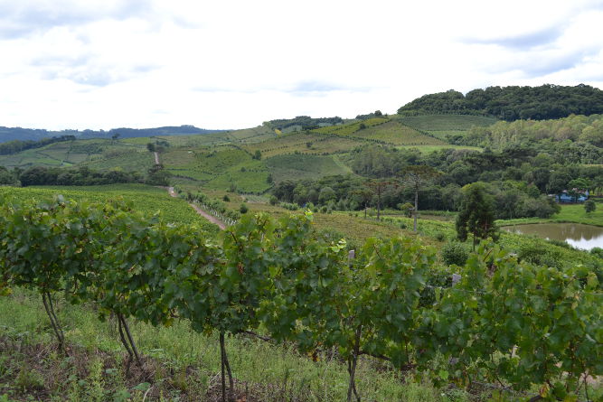 Brazilian Vineyard