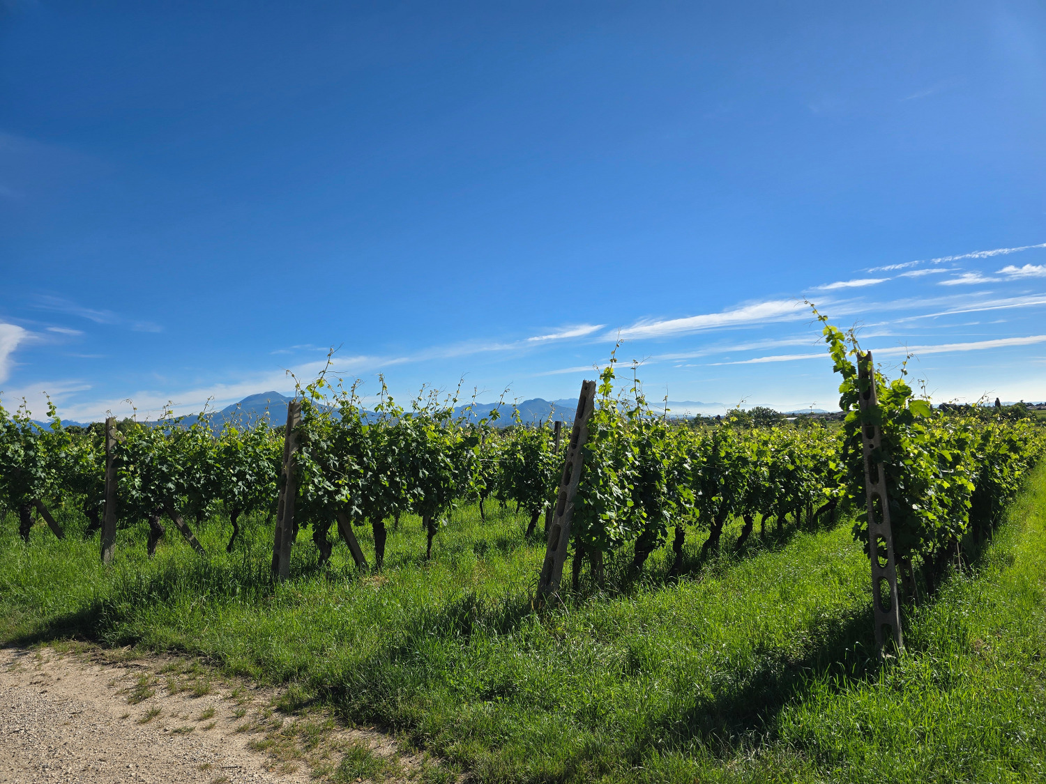 Marangona vineyard Marangona