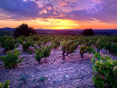Vineyard at Domaine du Météore Vineyard