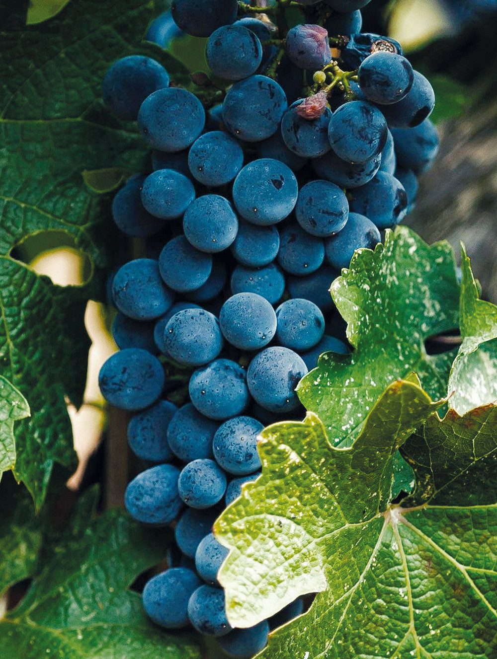 Mouchtaro grapes Mouchtaro