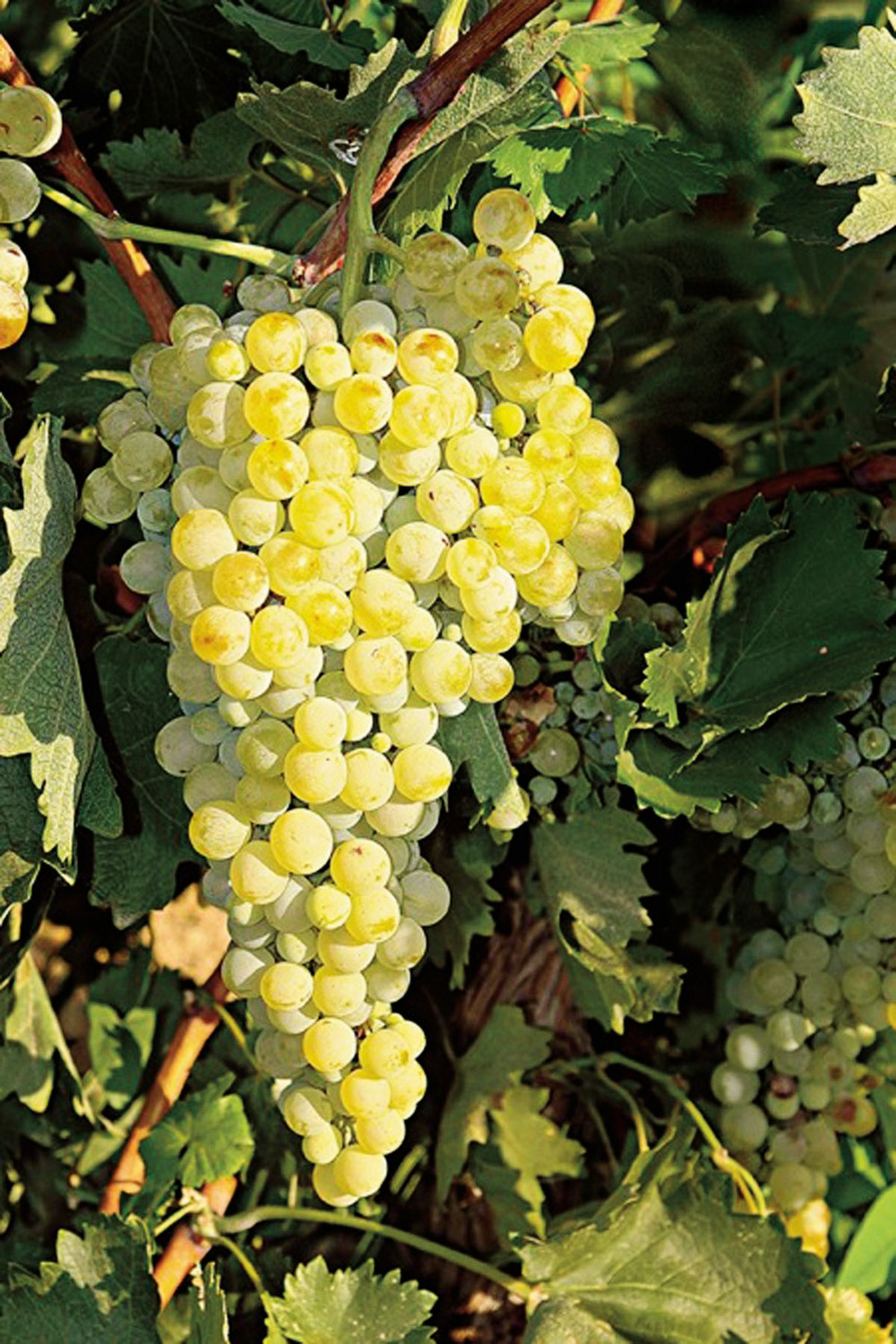 Savatiano grapes Savatiano