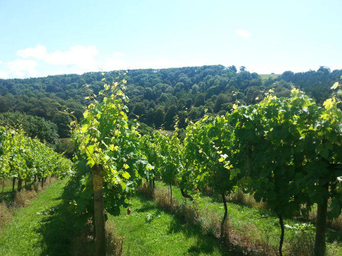 Sharpham Vineyard