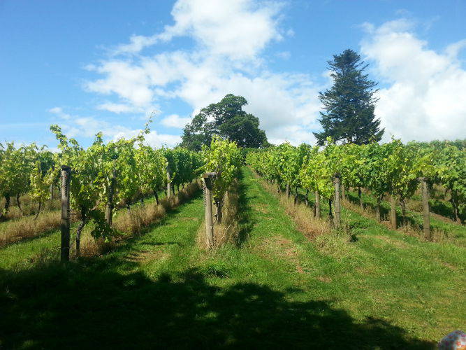 Sharpham Vineyard