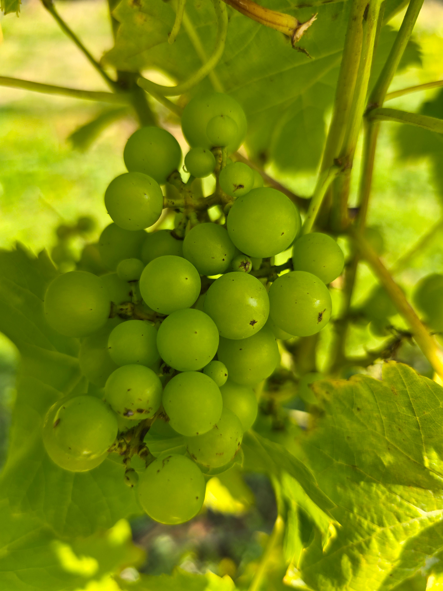 Solaris grapes Andy Mounsey