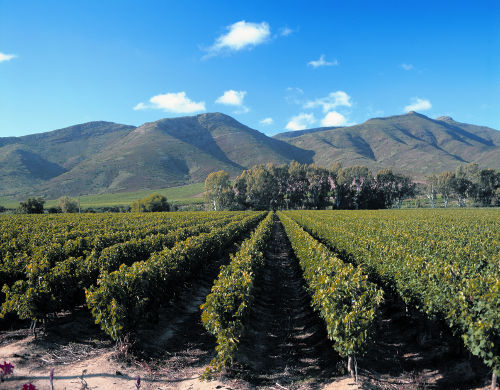 Springfield Estate Albari&nilde;o 2019