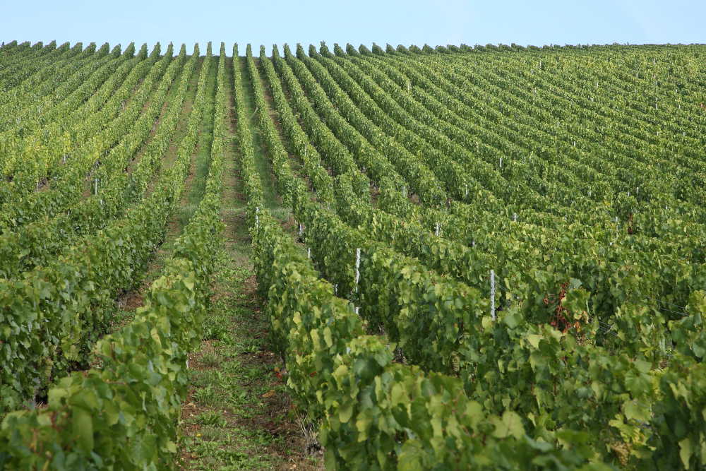 Champagne House Taittinger Taittinger