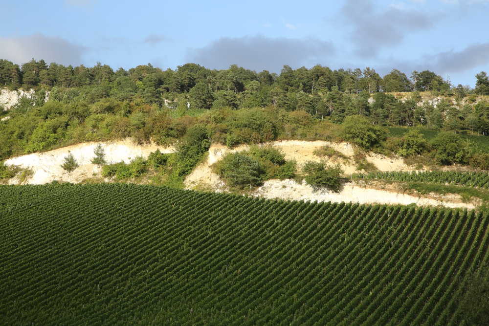 Champagne House Taittinger Taittinger