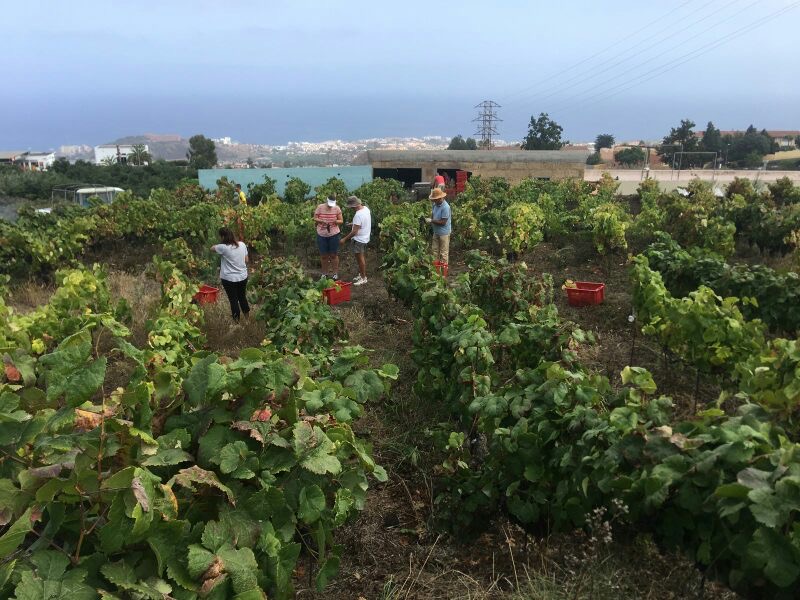Tenerife vineyard scene