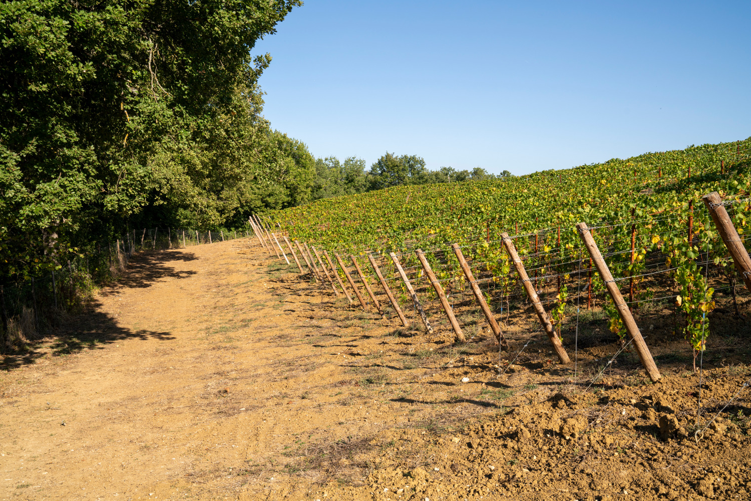 Famiglia Casadei's Terre di Romena vineyard in Tuscany, surrounded by woods
