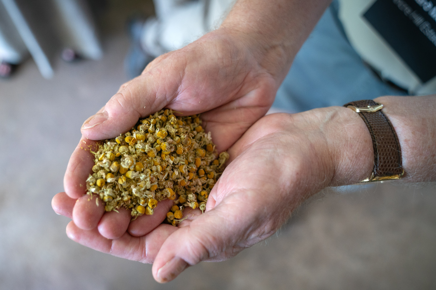 Dried chamomile at Ancre Hill Estates Ancre Hill