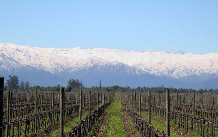 Chile Vineyard