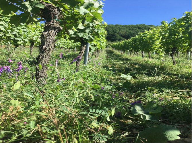 Wolfberger Cover Crops