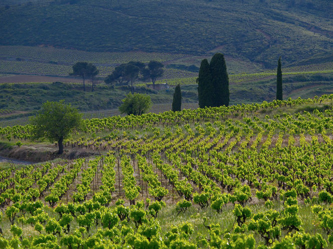 Vineyards in the Languedoc Roussillon region of Southern France Languedoc Vineyards