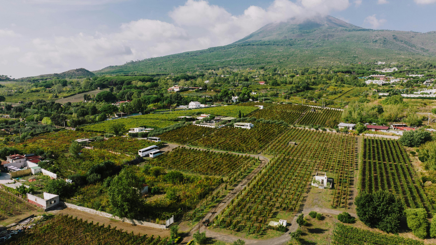 Volcanic Wines